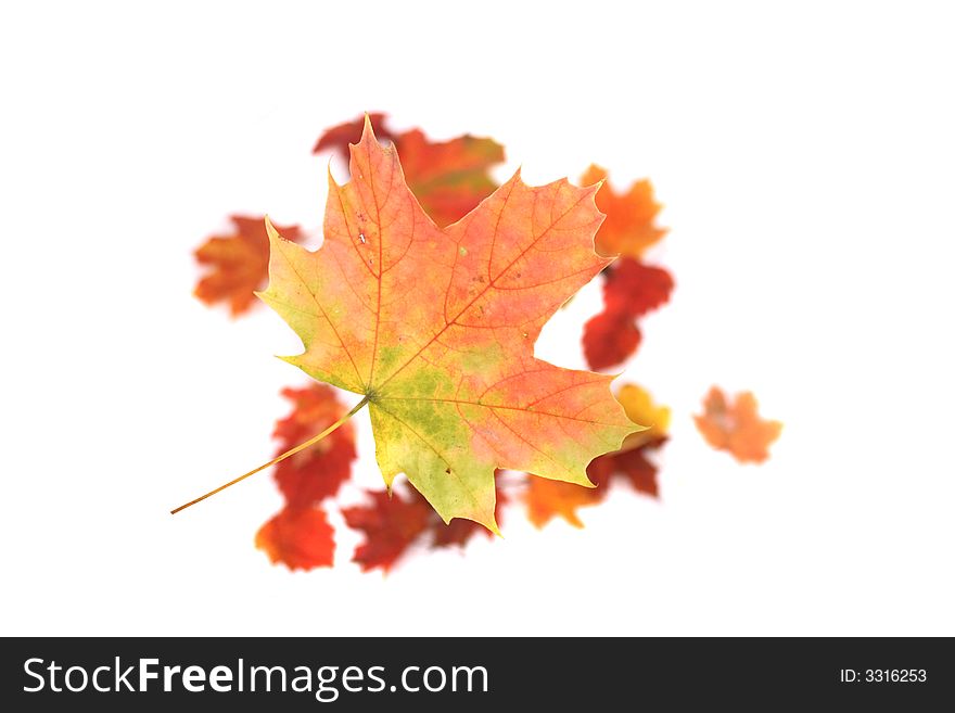 Autumn background from color (red yellow and green) leaves. Autumn background from color (red yellow and green) leaves