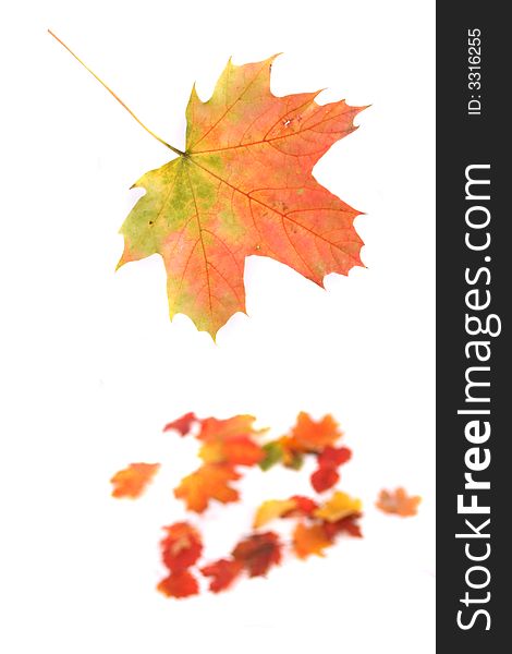 Autumn background from color (red yellow and green) leaves. Autumn background from color (red yellow and green) leaves