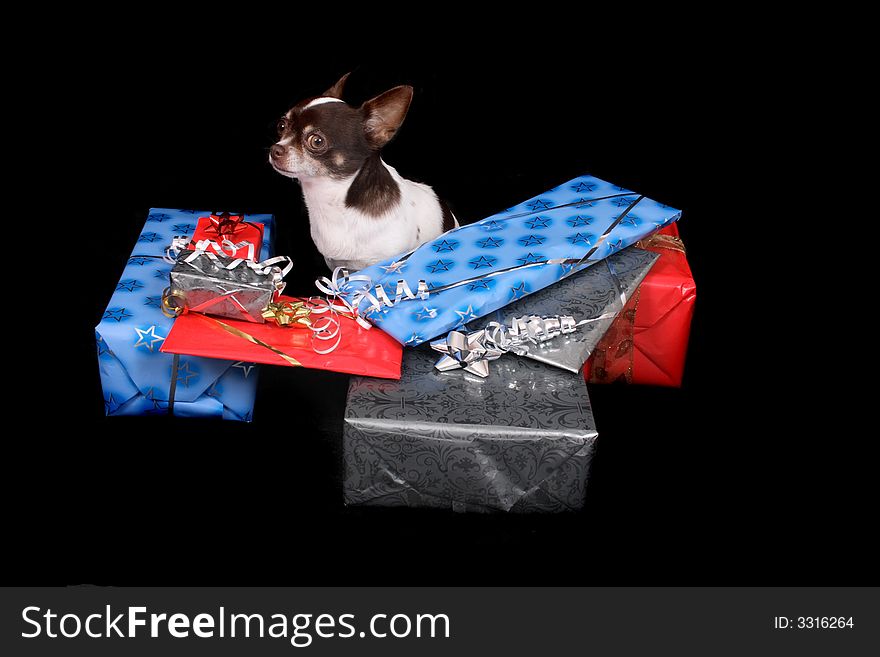 Chihuahua with presents on the black background. Chihuahua with presents on the black background