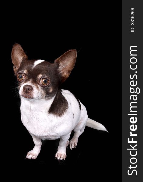 White and brown chihuahua on the black background