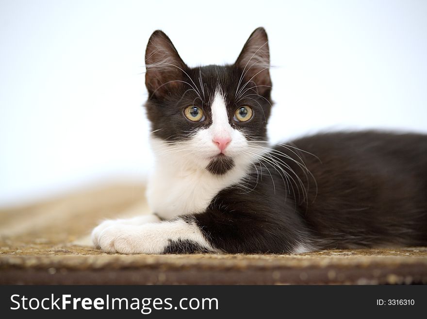 Kitten on the carpet