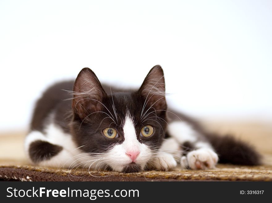 Kitten on the brown carpet. Kitten on the brown carpet