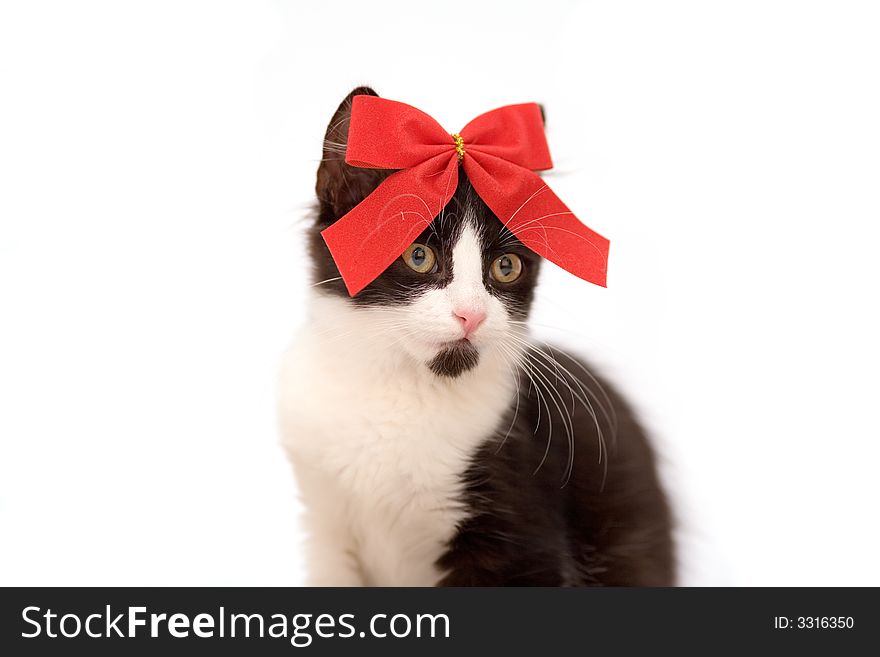 Kitten with red bow tie