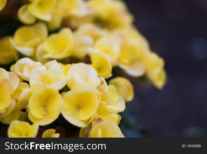 Yellow begonia in full blossom ( shallow DOF). Yellow begonia in full blossom ( shallow DOF)