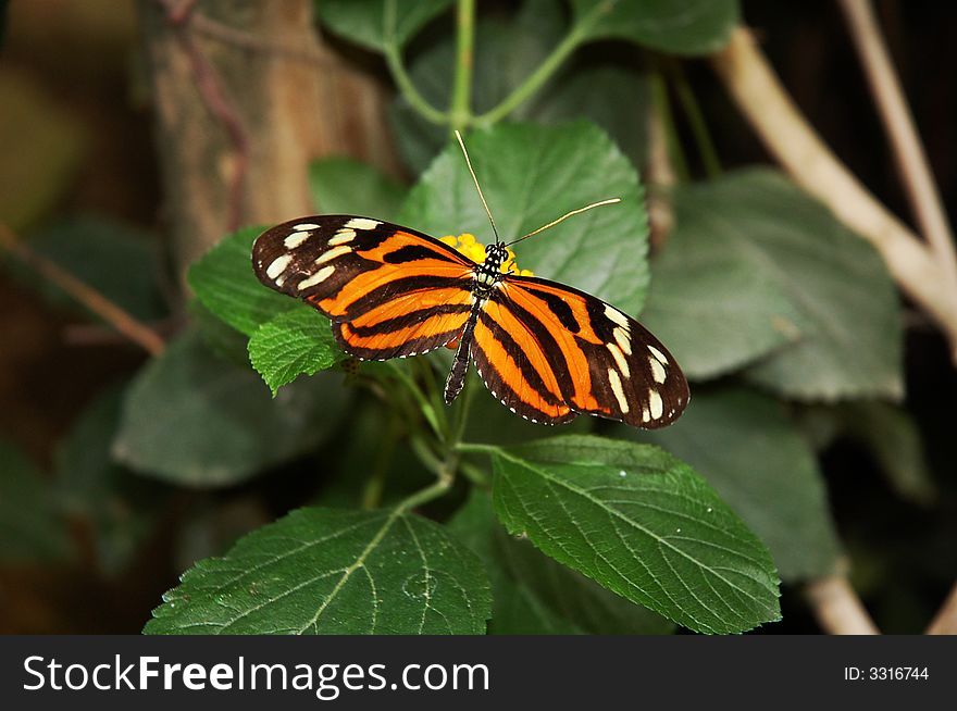 A Black and Orange Butterfly on a yellow Flower. A Black and Orange Butterfly on a yellow Flower