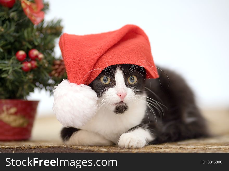 Kitten in a santa hat and christmas tree. Kitten in a santa hat and christmas tree