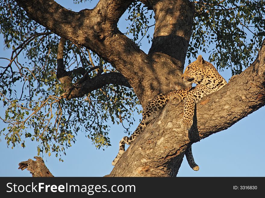 Leopard relaxing ina tree in the Sabi Sands Park. Leopard relaxing ina tree in the Sabi Sands Park