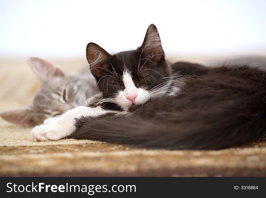 Sleeping kitten brothers on the carpet