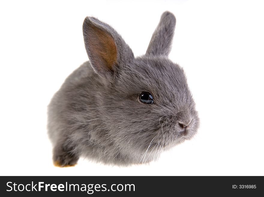 Grey bunny looking on the camera, isolated. Grey bunny looking on the camera, isolated
