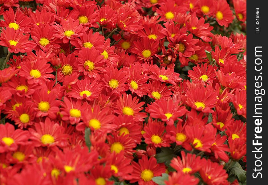 It is a beautiful chrysanthemum,I like it very much!. It is a beautiful chrysanthemum,I like it very much!