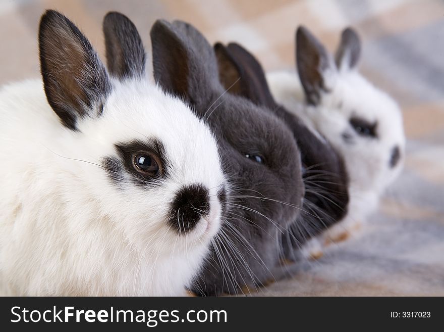 Four bunny on the blanket