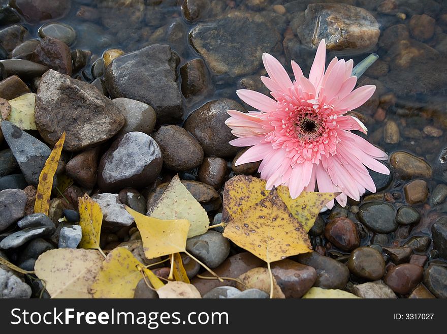 Pink flower on the shore of lake