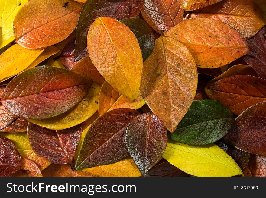 Multicolor tree leaves lies on the ground. Multicolor tree leaves lies on the ground