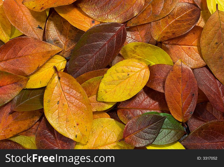 Multicolor tree leaves lies on the ground. Multicolor tree leaves lies on the ground