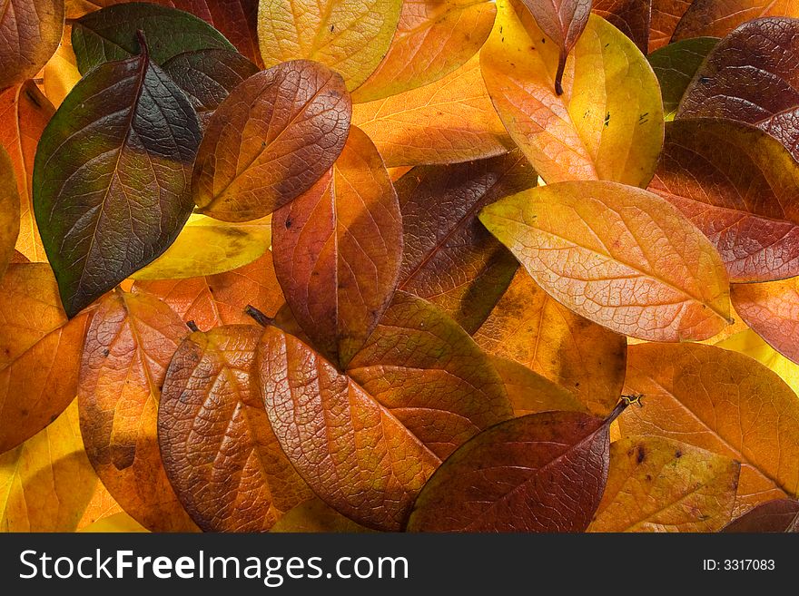 Multicolor tree leaves lies on the ground. Multicolor tree leaves lies on the ground