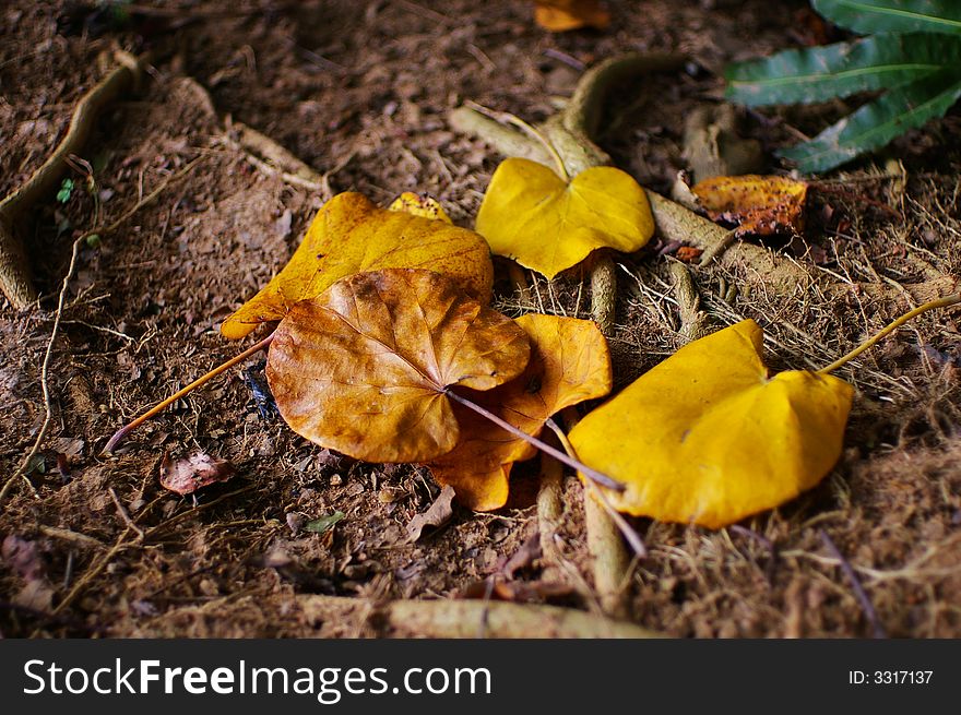Yellow and brown autumn leave on the ground with roots. Yellow and brown autumn leave on the ground with roots