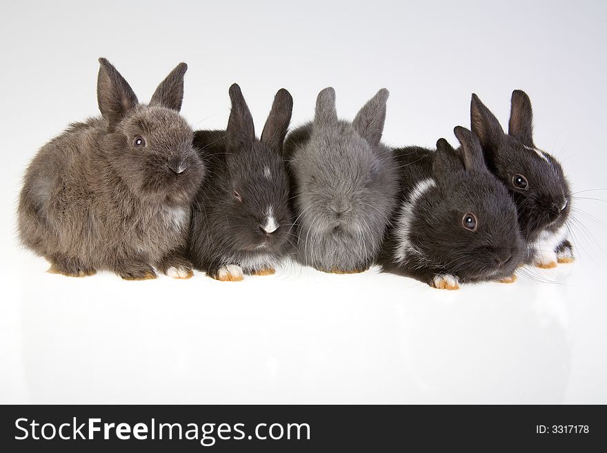 Five rabbit on the grey background