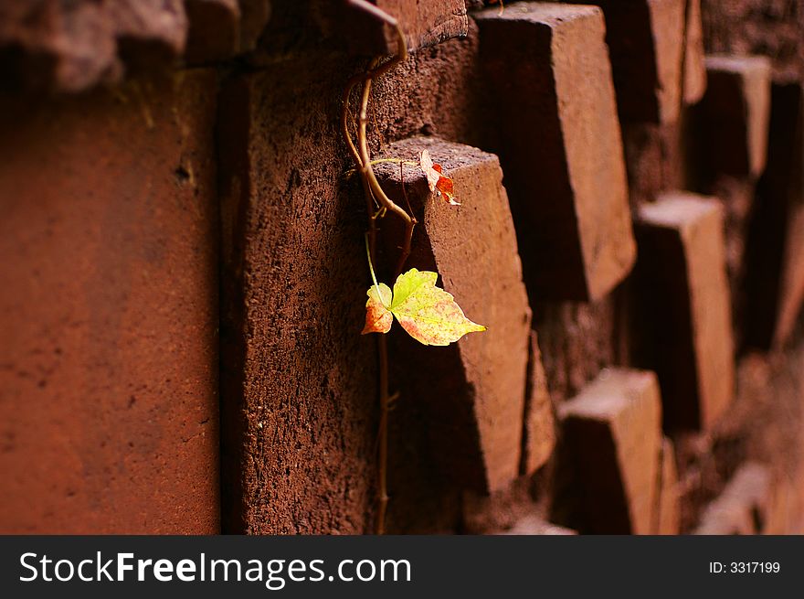 A vine with two leaves growing on the brick wall under sunlight gives a good contrast. A vine with two leaves growing on the brick wall under sunlight gives a good contrast
