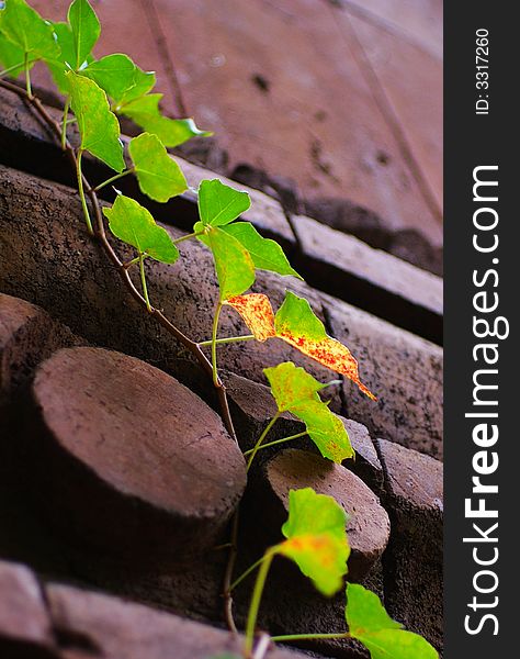 A vine with leaves growing on the brick wall under sunlight gives a good contrast. A vine with leaves growing on the brick wall under sunlight gives a good contrast