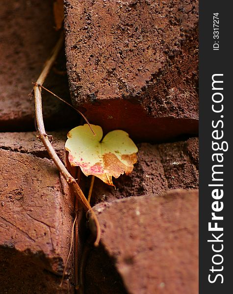 Leaves on a brick wall