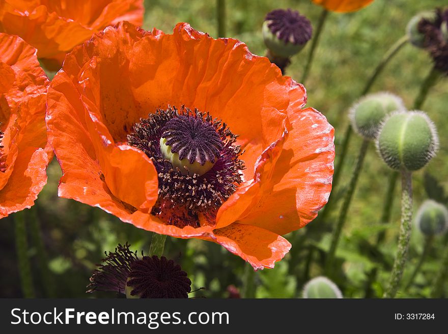 Poppies At Daylight
