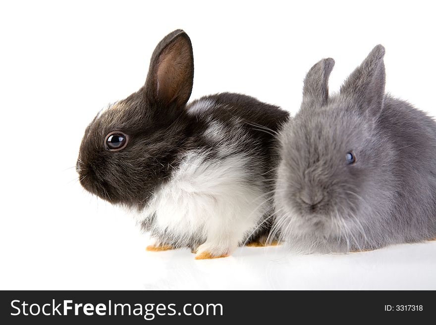 Two bunny, focus on the black bunny