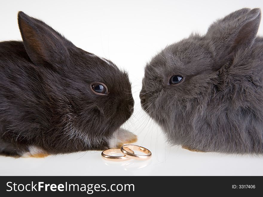 Two bunny and (grey and black) a wedding rings. Two bunny and (grey and black) a wedding rings