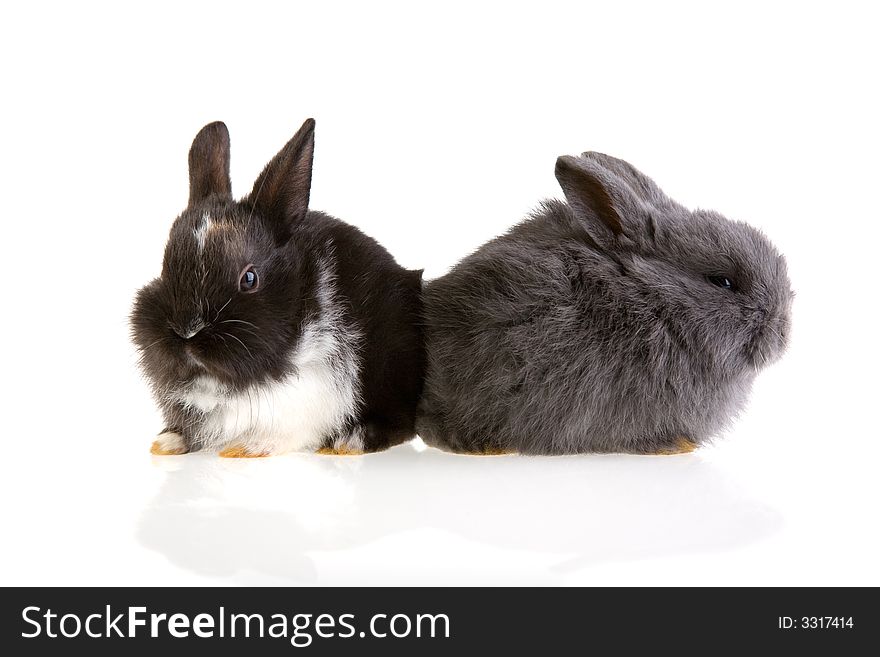 Two bunny, isolated on white