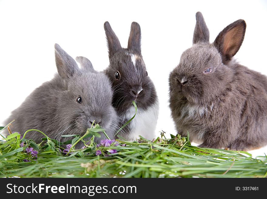 Three Eating Bunny