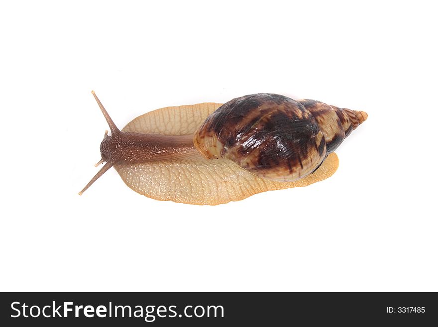 Big brown snail on the white background