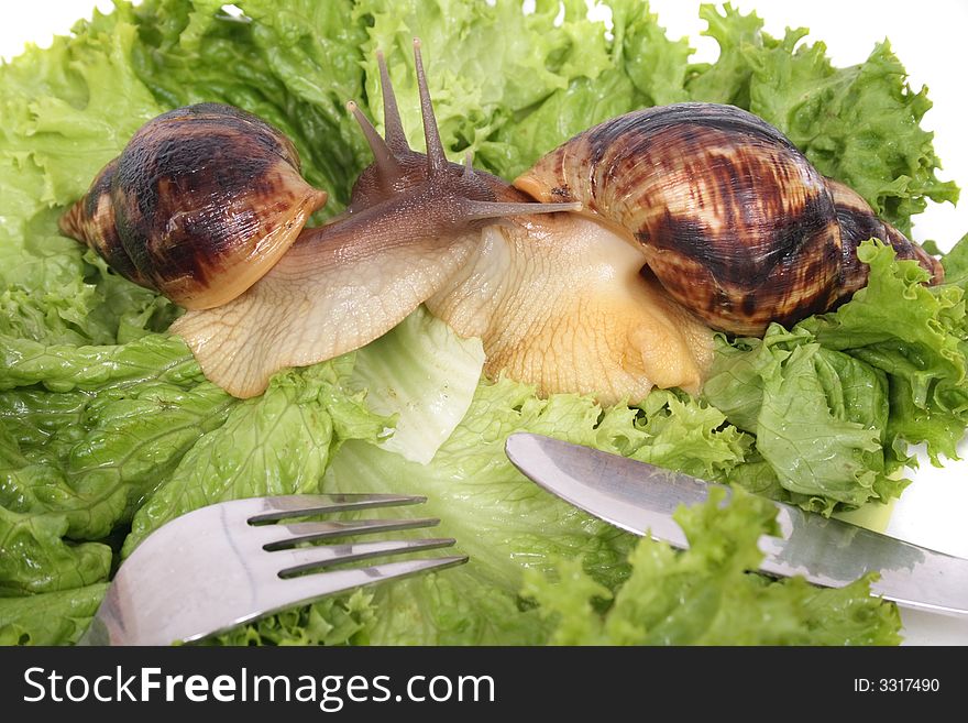 Big brown snails and the green vegetable. Big brown snails and the green vegetable