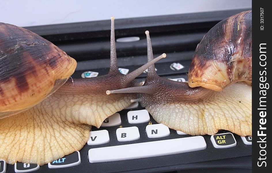 Big brown snails on the black keyboard. Big brown snails on the black keyboard