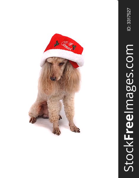 Poodle and the xmas on the white background