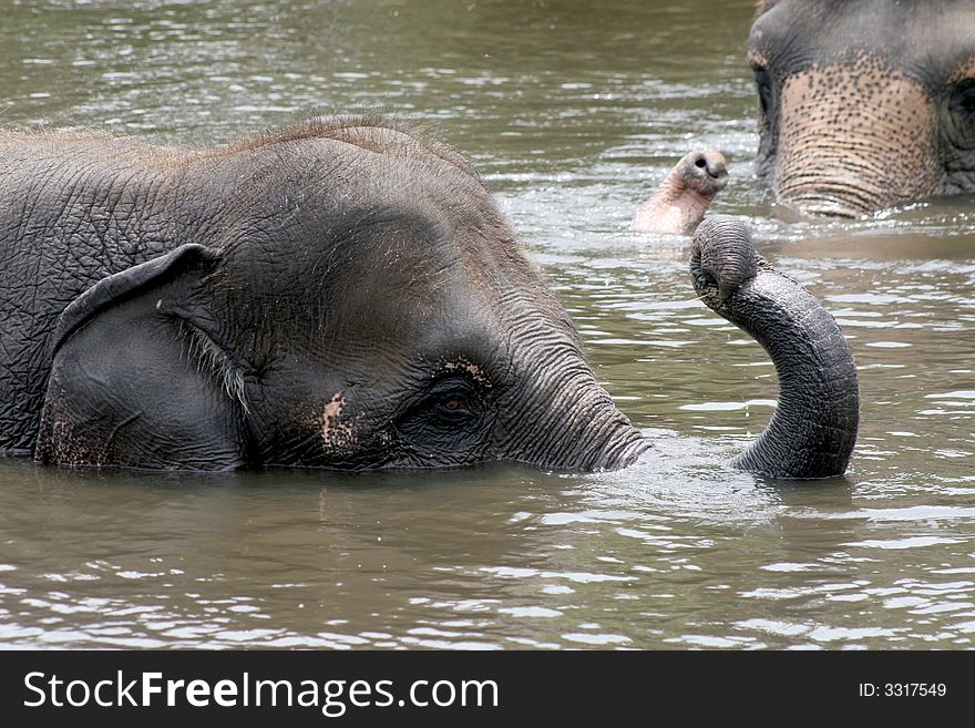 Young elephant taking a bath
