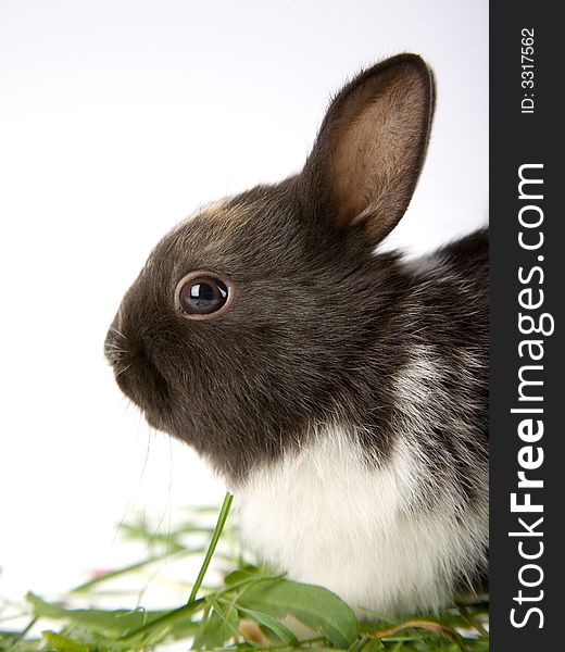 Bunny in the grass, isolated on white