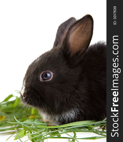 Bunny in the grass, isolated on white