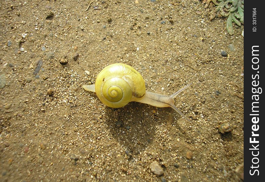 Snail on path with yellow shell. Snail on path with yellow shell