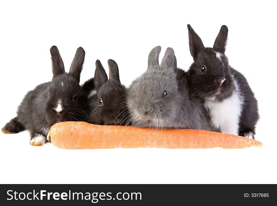 Four bunny and a big carrot, isolated