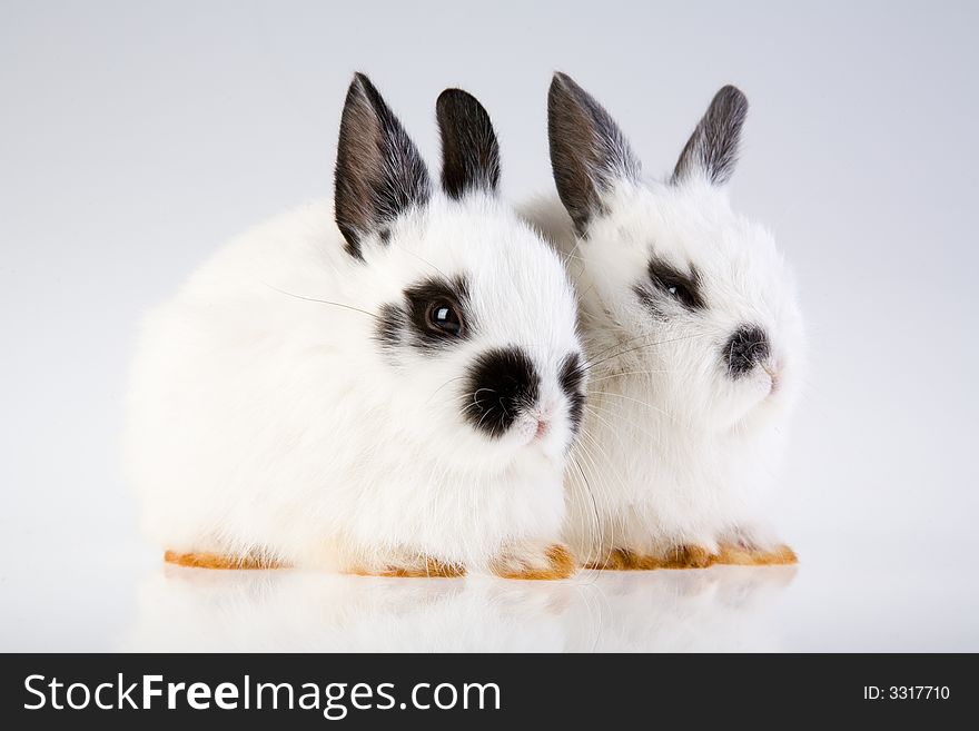 Two white bunny on a grey background. Two white bunny on a grey background