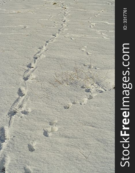 Footprints in snow in winter