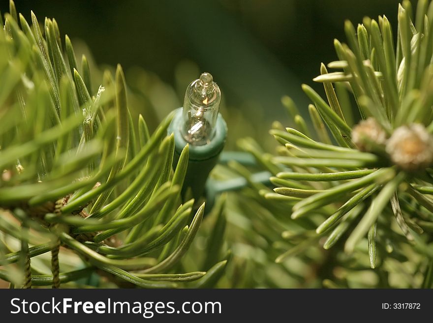 Christmas decoration with pine tree needles. Christmas decoration with pine tree needles