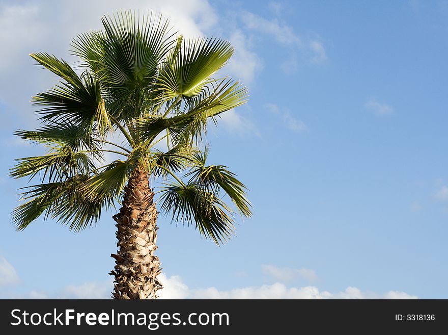Palm tree with a blue sky