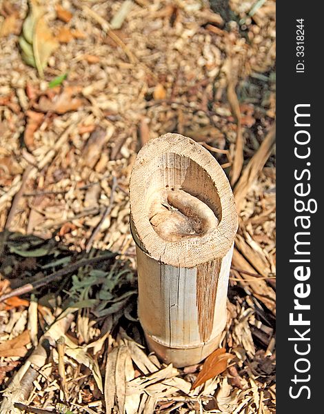 Stump of a bamboo left after cutting