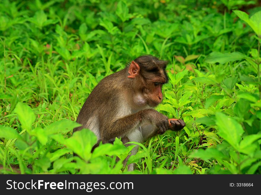 A monkey searching and exploring food in the greenery. A monkey searching and exploring food in the greenery.