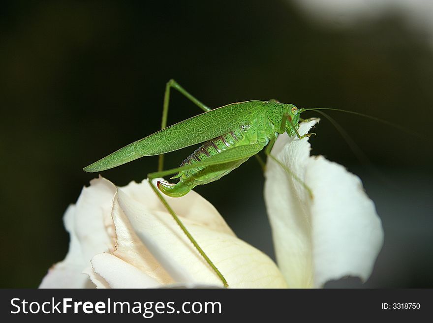 A green grasshopper on a white rose