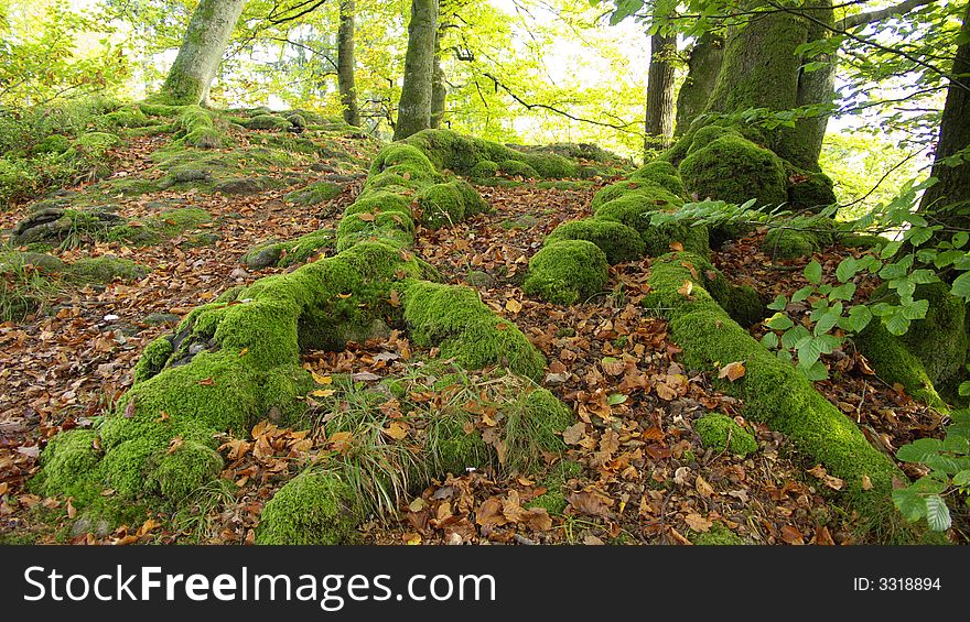 Roots of an old tree growing on a huge Rock