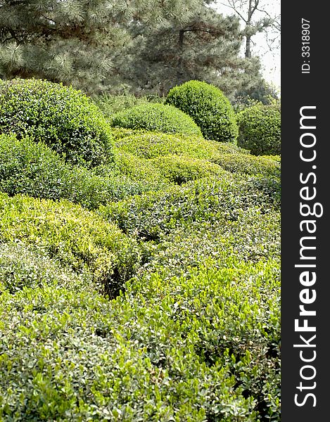 Trees In Green Dragon Temple