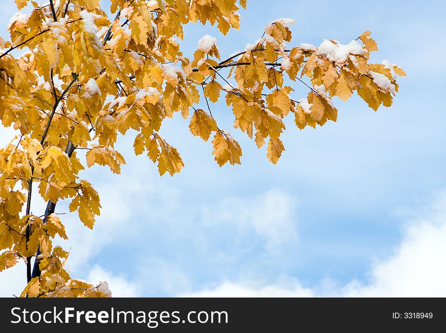 Autuman oak leaf on sky