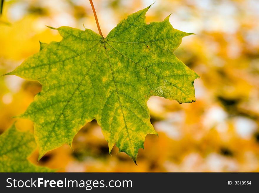Autumn canadian maple green leaf. Autumn canadian maple green leaf
