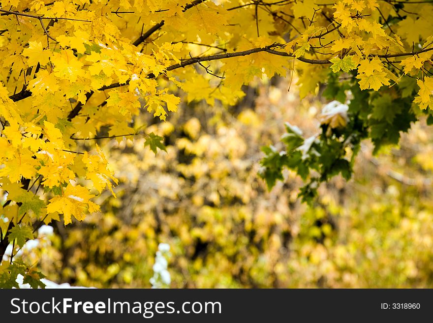 Autumn canadian maple yellow leaf. Autumn canadian maple yellow leaf